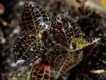 ��¶�µĽ�(xi��n)ɏ